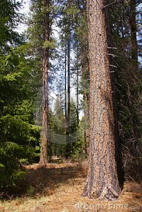 ponderosa-pines-5755785