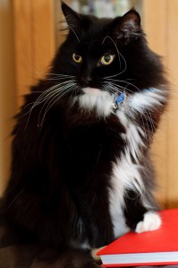 This guy looks a lot like Moose